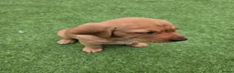 Labrador Retriever dogs for sale: Fox red labrador in Worcester - Advert 6