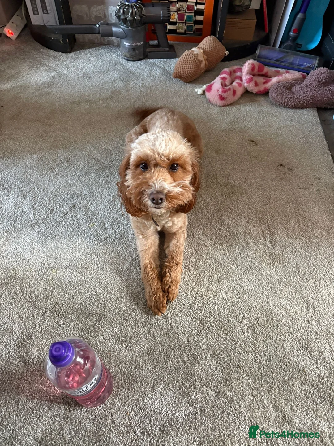 Cockapoo dogs for sale: Lovely little dog Available now - Advert 2