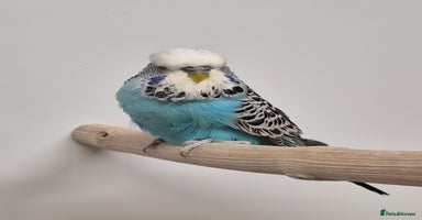 Budgerigars birds - Advert 5