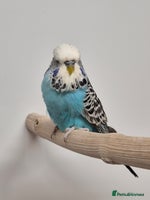 Budgerigars birds - Advert 6