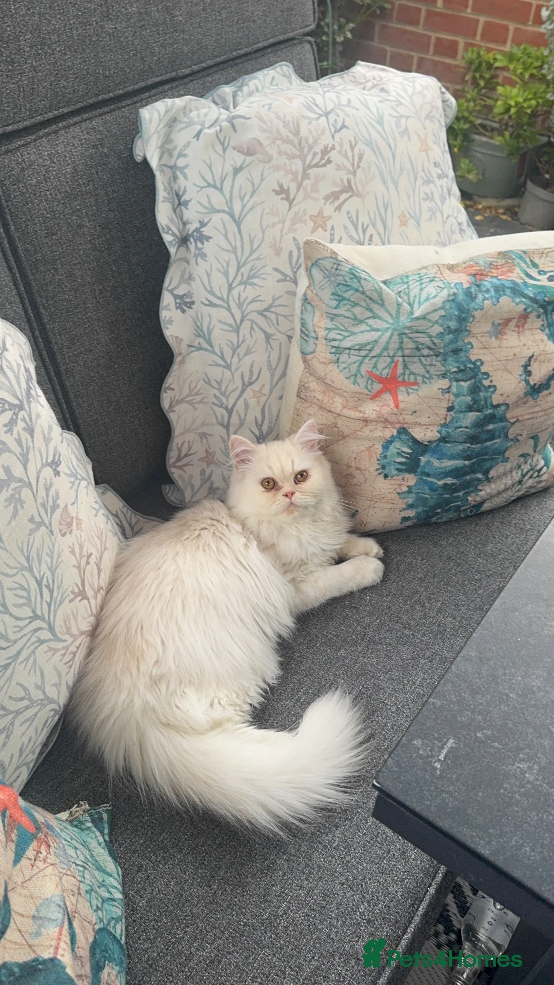 Persian cats for sale: Shaded Cameo Persian Kitten - Advert 2