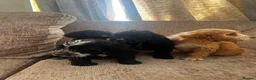Cockapoo dogs for sale: Looking for forever homes  - Advert 14