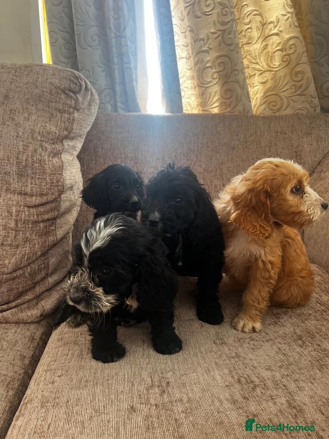 Cockapoo dogs for sale: Looking for forever homes  - Advert 14