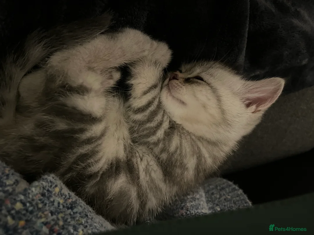 British Shorthair cats for sale: A beautiful kittens British shorthair  - Advert 7