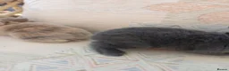 Netherland Dwarf rabbits for sale: Netherland dwarfs - Advert 6