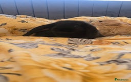 French Lop rabbits for sale: Beautiful French Lop bunnies - Image 16