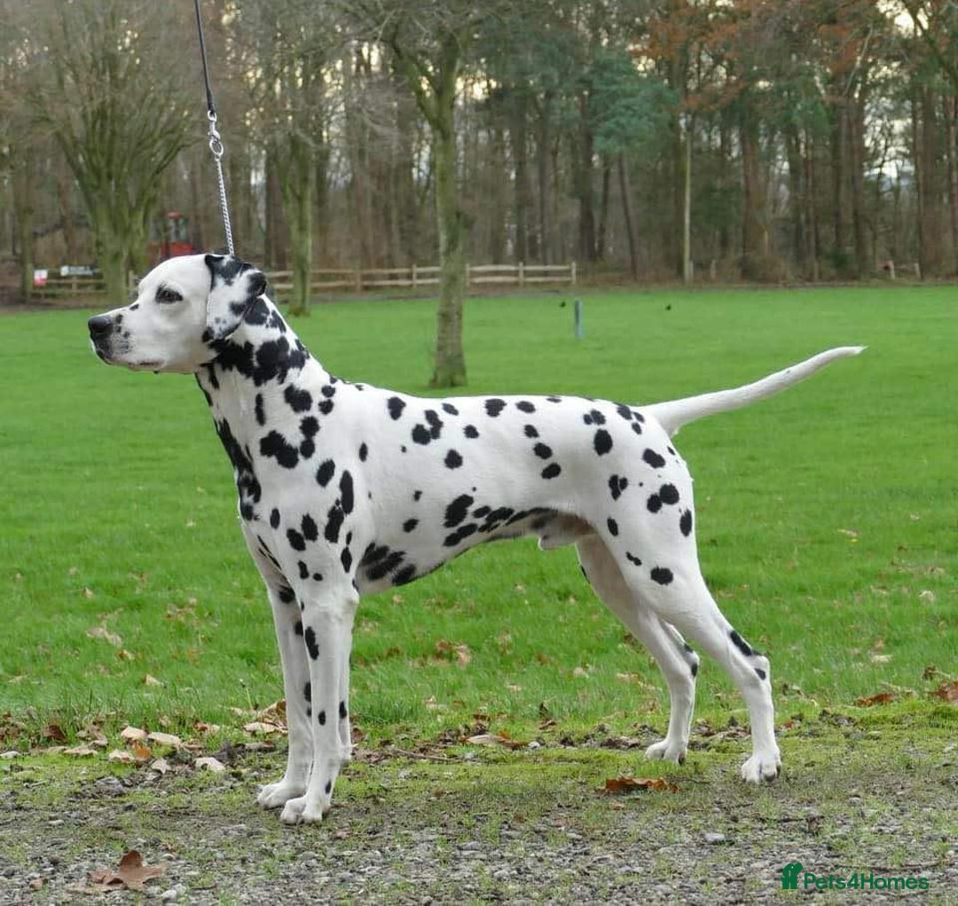 Dalmatian dogs for sale: Register an Interest - Image 4