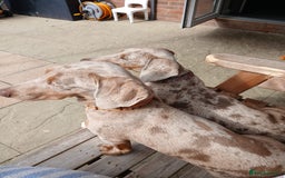 Dachshund dogs for sale: 2 little boys 1 year old  - Image 2