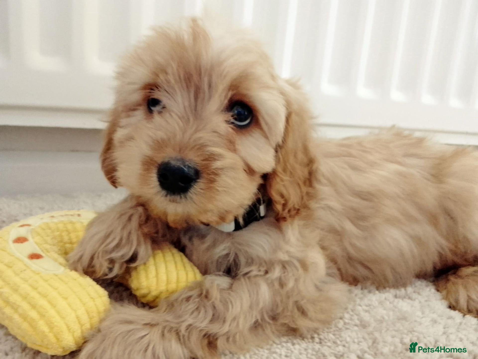 Cavapoo dogs for sale: F1 Cavapoo Puppies  - Advert 1