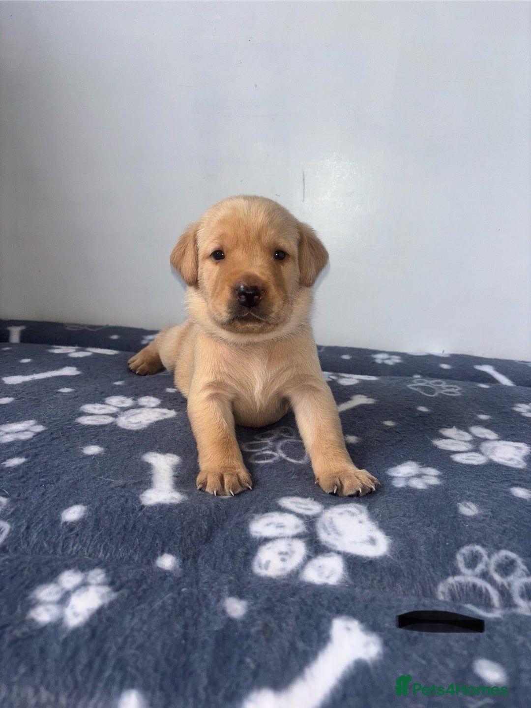 Labrador Retriever dogs for sale: Exceptional KC FTCH Working Labrador Pups - Image 13
