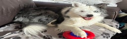 Border Collie dogs for stud: FOR STUD Blue Merle border collie  - Advert 1