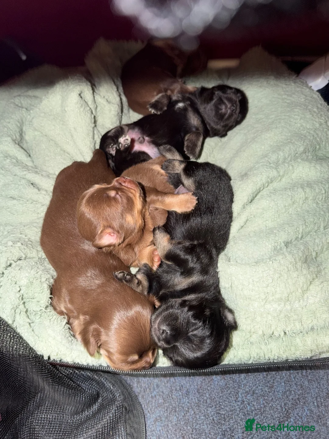 Chihuahua dogs for sale: Long haired chihuahua pups  in Rotherham - Advert 30