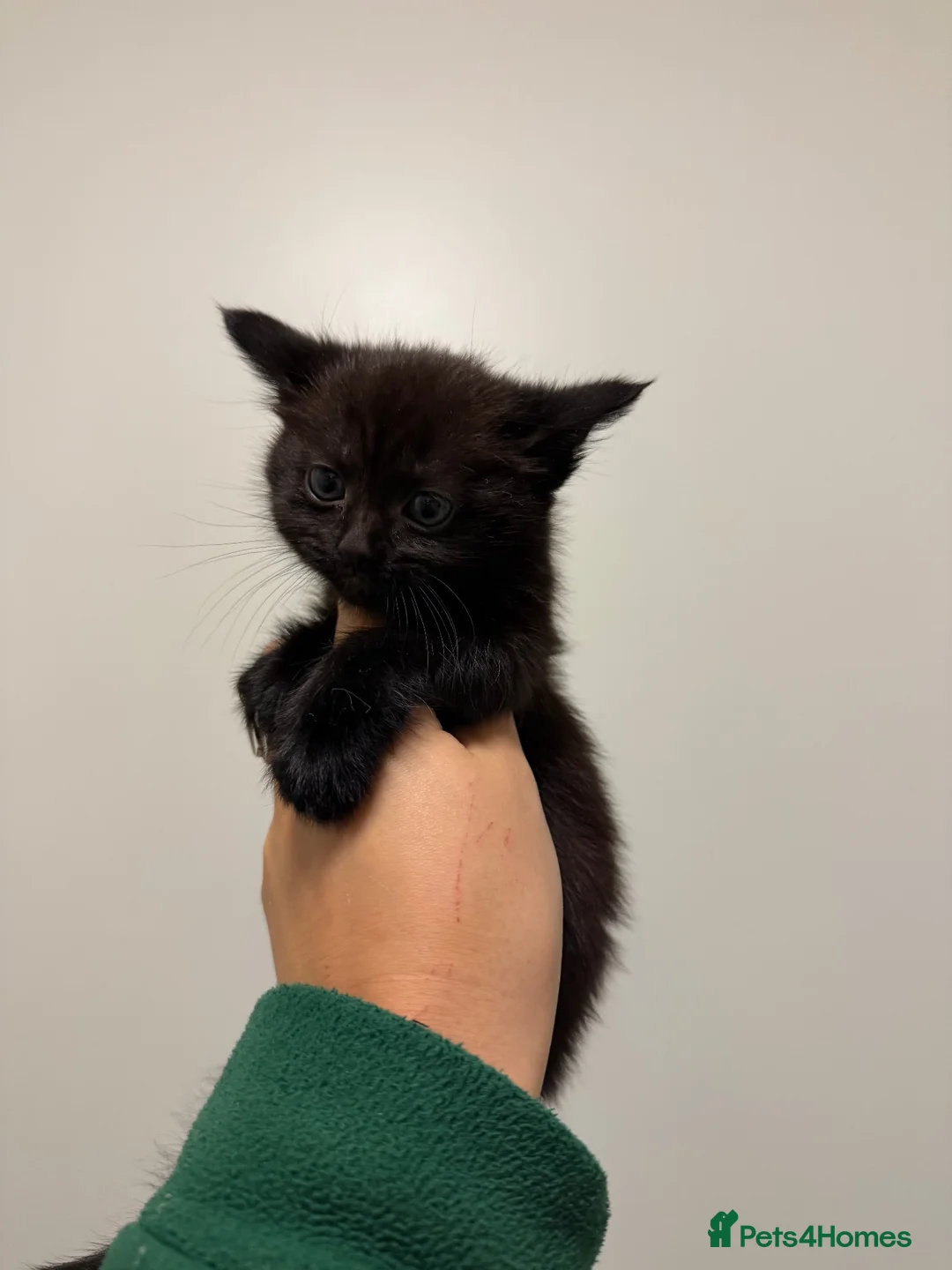 Mixed Breed cats for sale: Black kittens  - Advert 1
