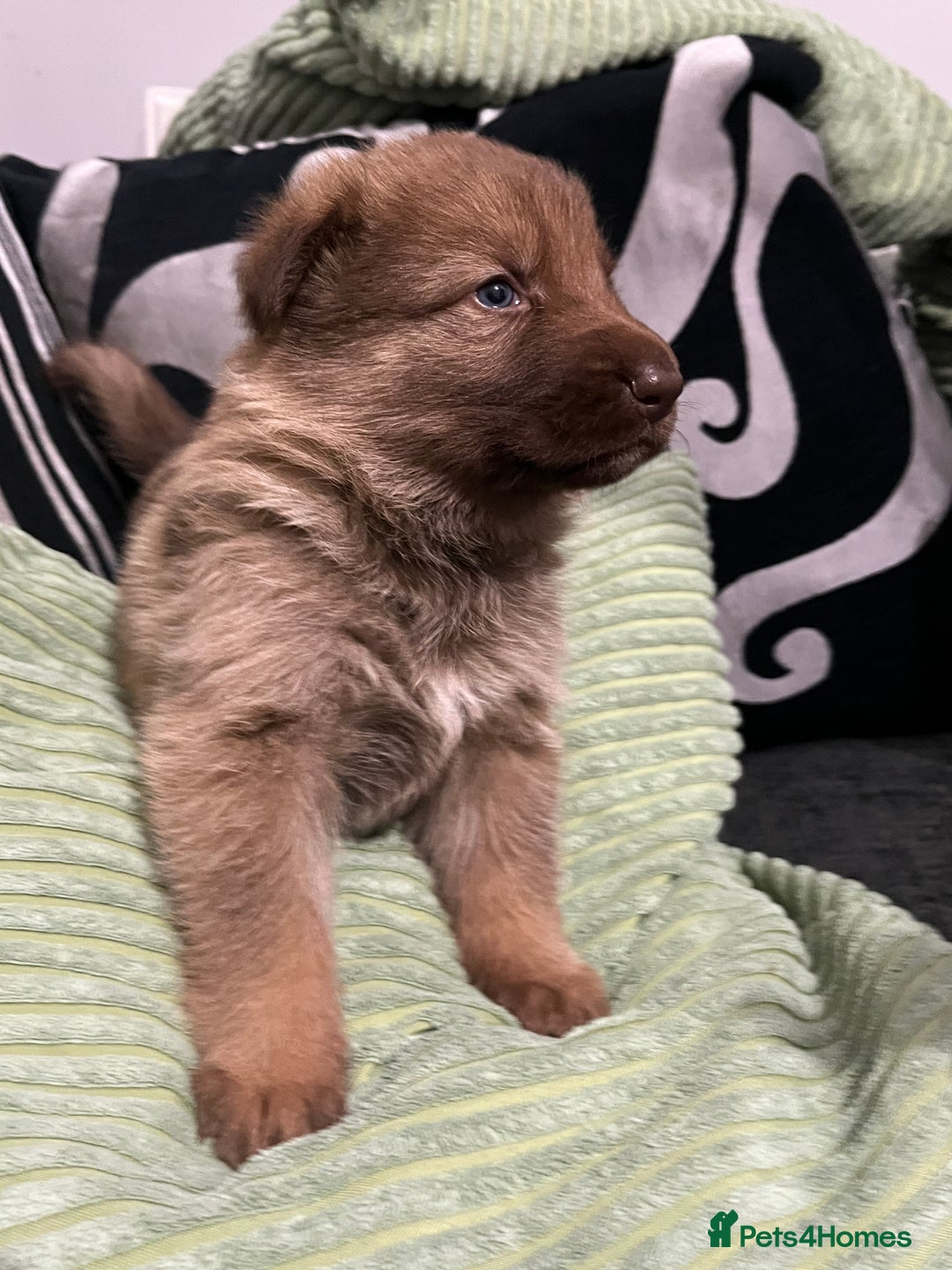 German Shepherd dogs for sale: LAST GIRL GSD READY TO GO - Advert 8