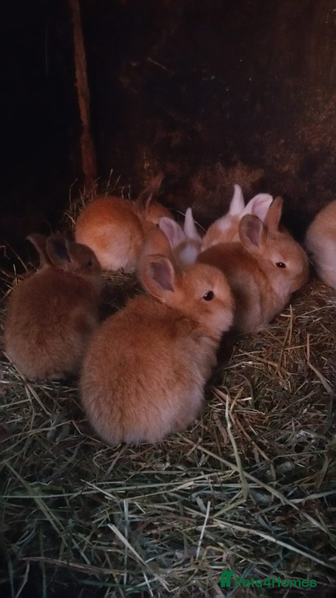 Continental Giant rabbits for sale: Pure Continental Giants  VACCINATED 3 in 1 Reserve - Advert 7