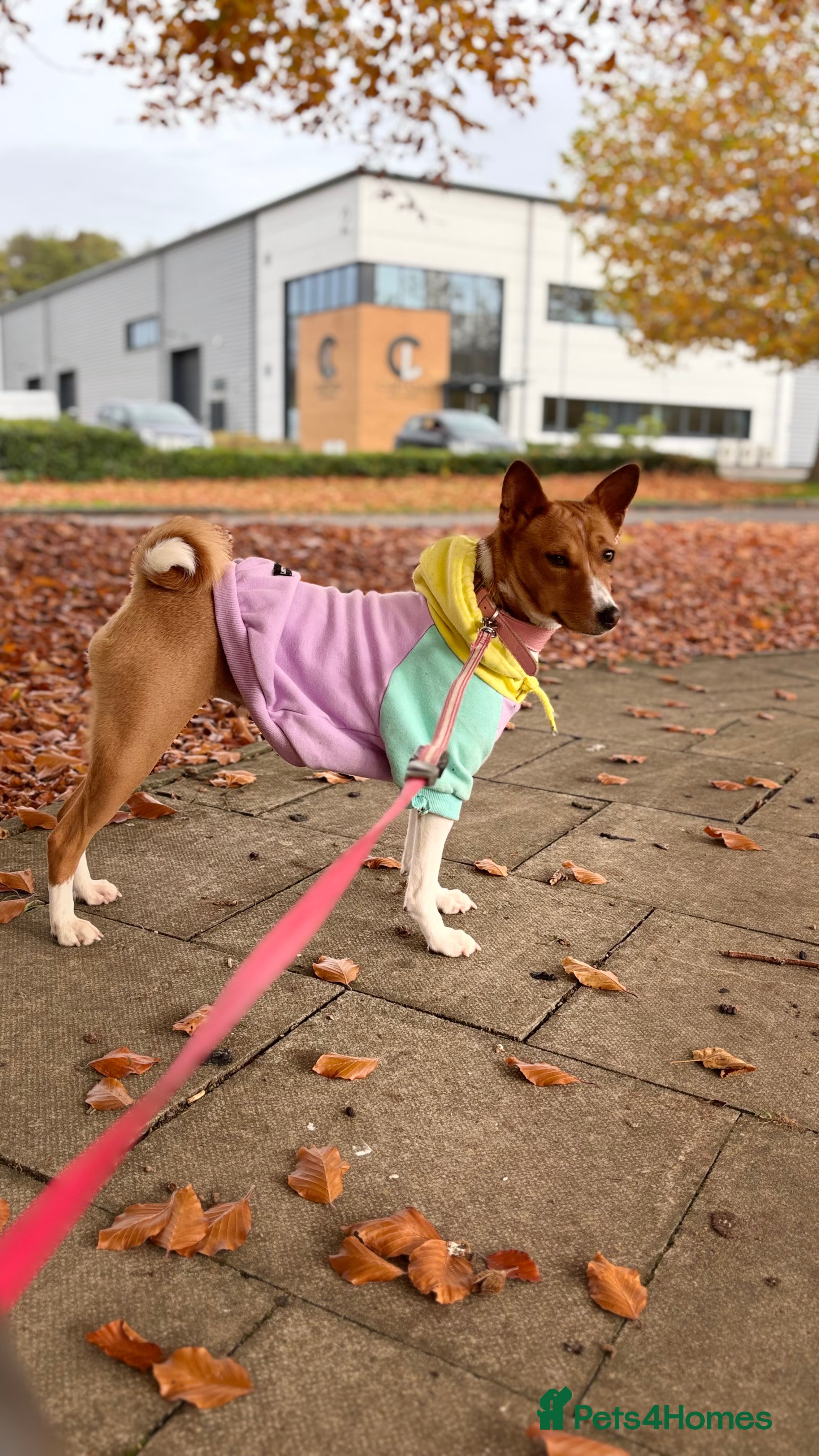 Basenji dogs Basenji puppies  - Advert 1