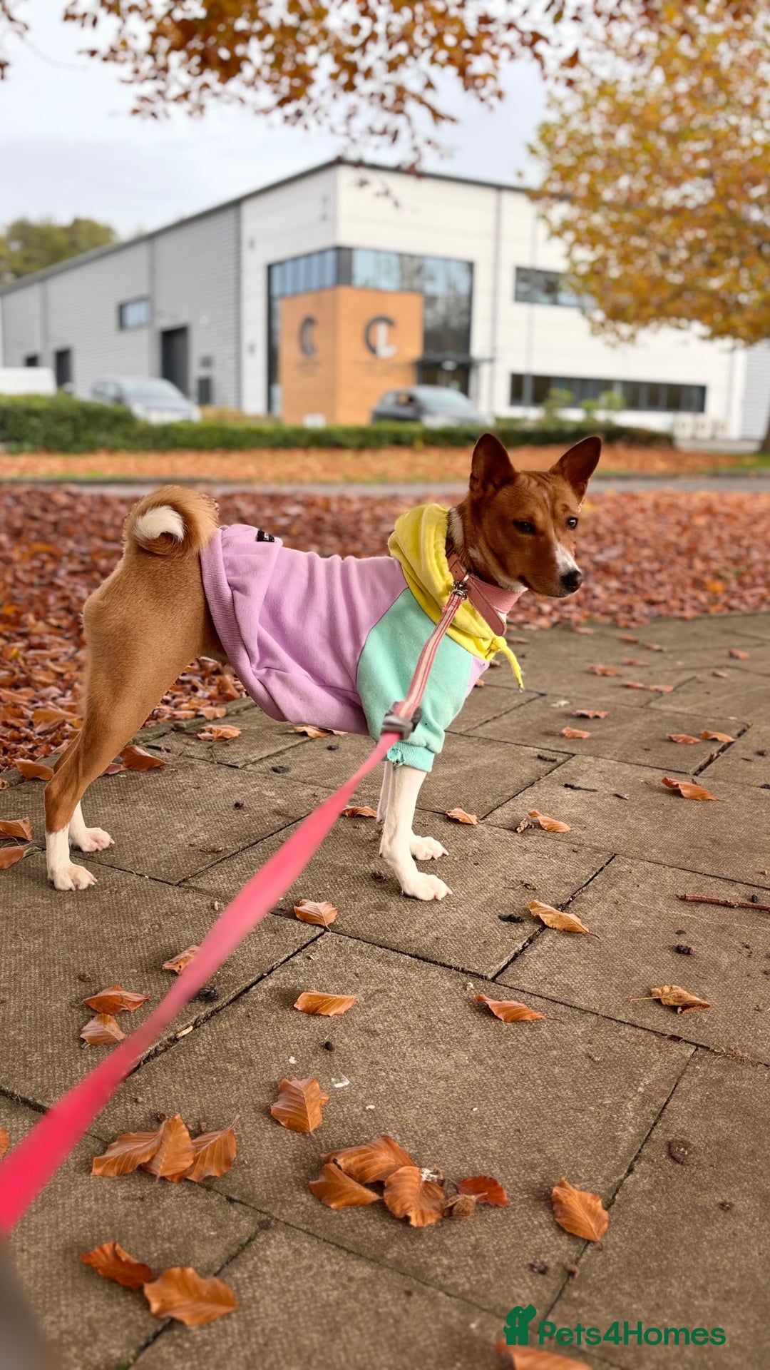 Basenji dogs for sale: Basenji puppies  - Advert 1