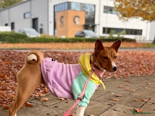 Basenji dogs Basenji puppies - Advert 1