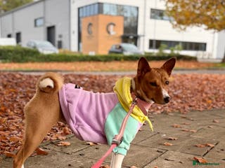 Basenji dogs Basenji puppies - Advert 2