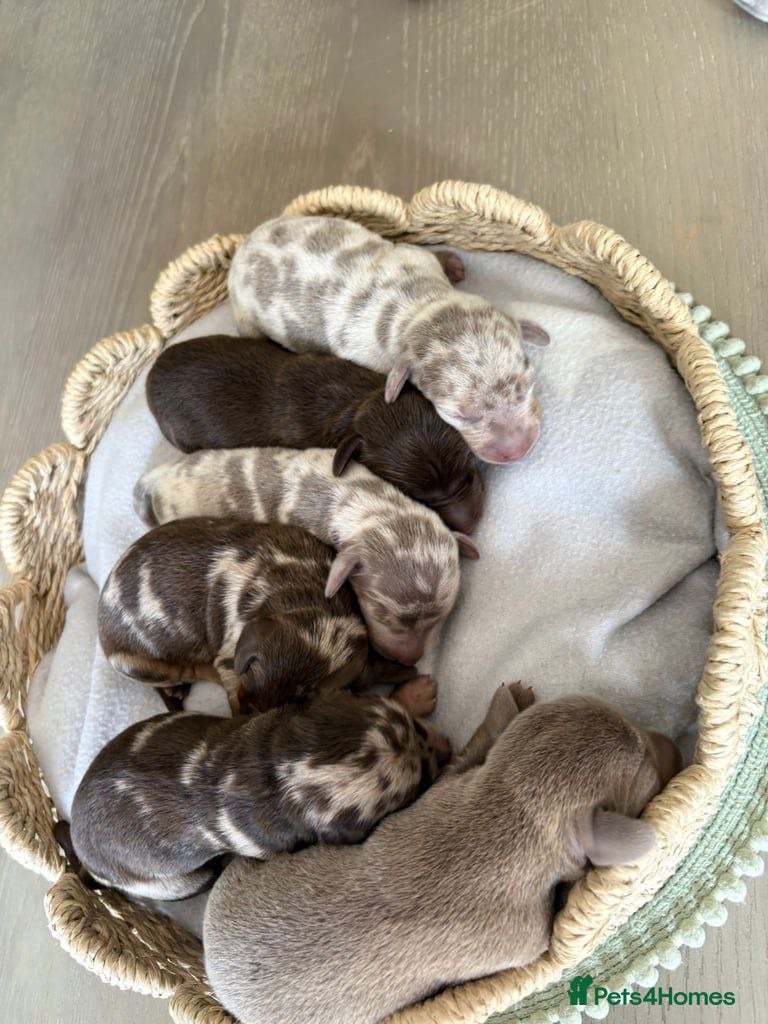 Miniature Dachshund dogs miniature dachshund puppies - Advert 4