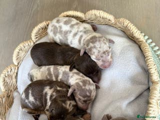 Miniature Dachshund dogs miniature dachshund puppies - Advert 1
