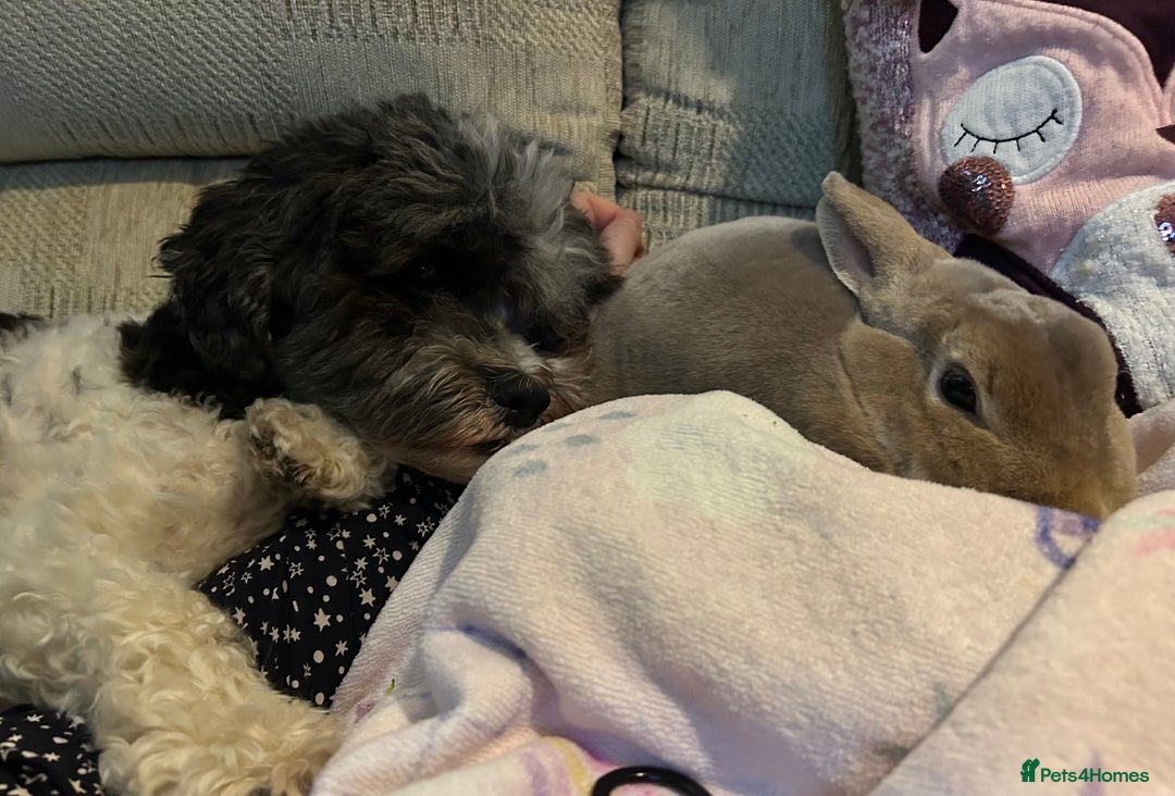 Rex rabbits for sale: Female rex cross bunny  - Image 2