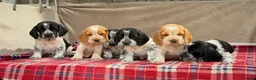 Bocker dogs for sale: STUNNING COCKER X BEAGLE PUPPIES  - Advert 13