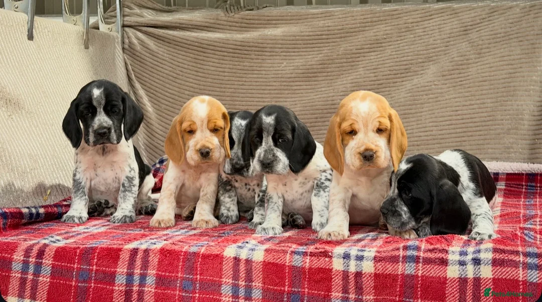 Bocker dogs for sale: STUNNING COCKER X BEAGLE PUPPIES  - Advert 13