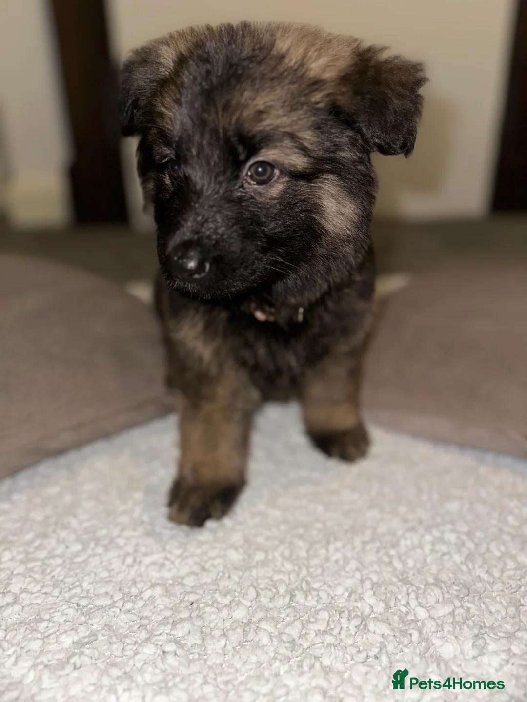 German Shepherd dogs for sale:  Long-Haired German Shepherd Puppies - Advert 4