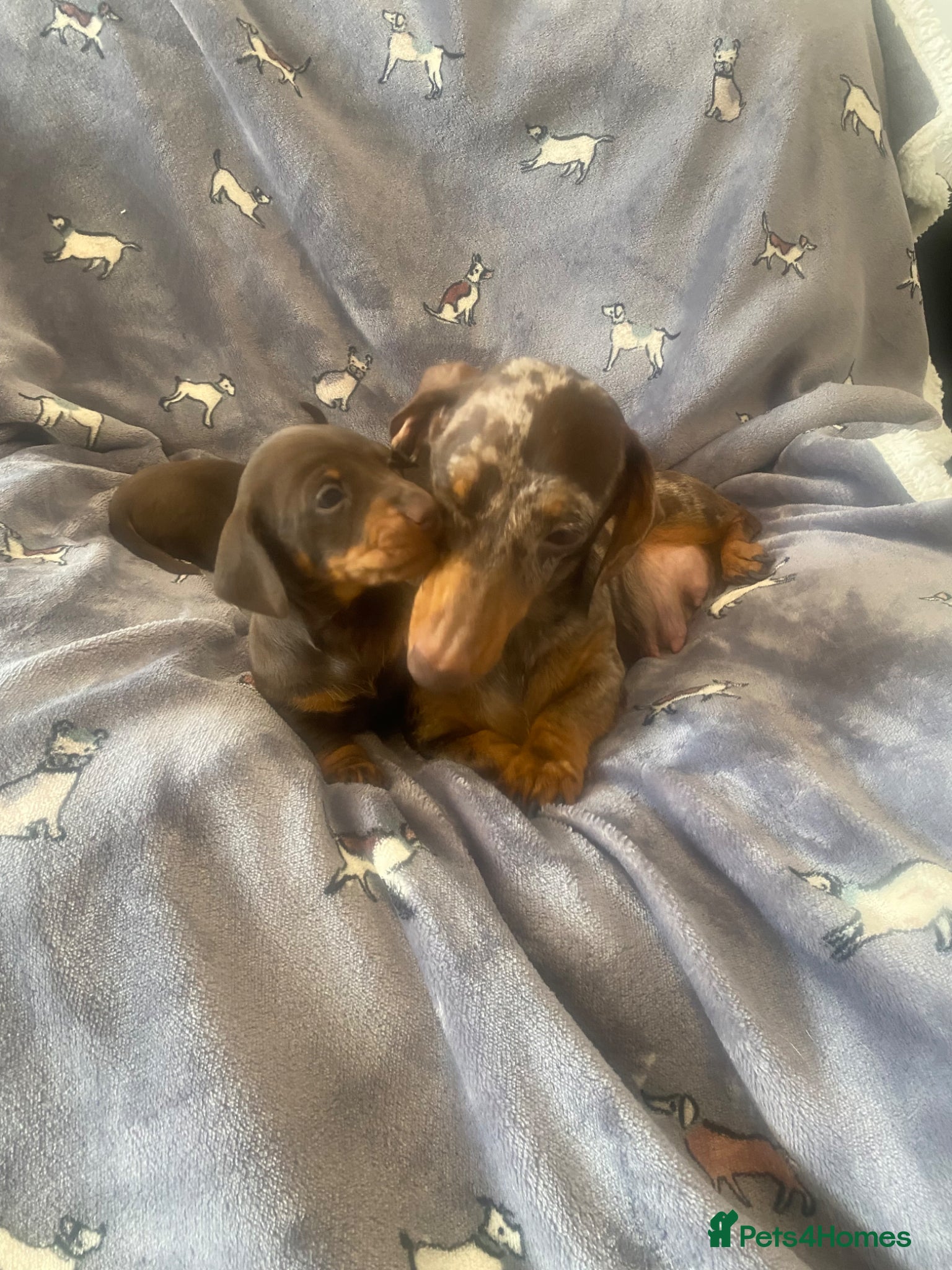 Miniature Dachshund dogs Beautiful Dachshund Puppies  - Advert 16