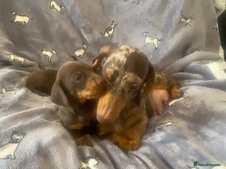 Miniature Dachshund dogs Beautiful Dachshund Puppies - Advert 5