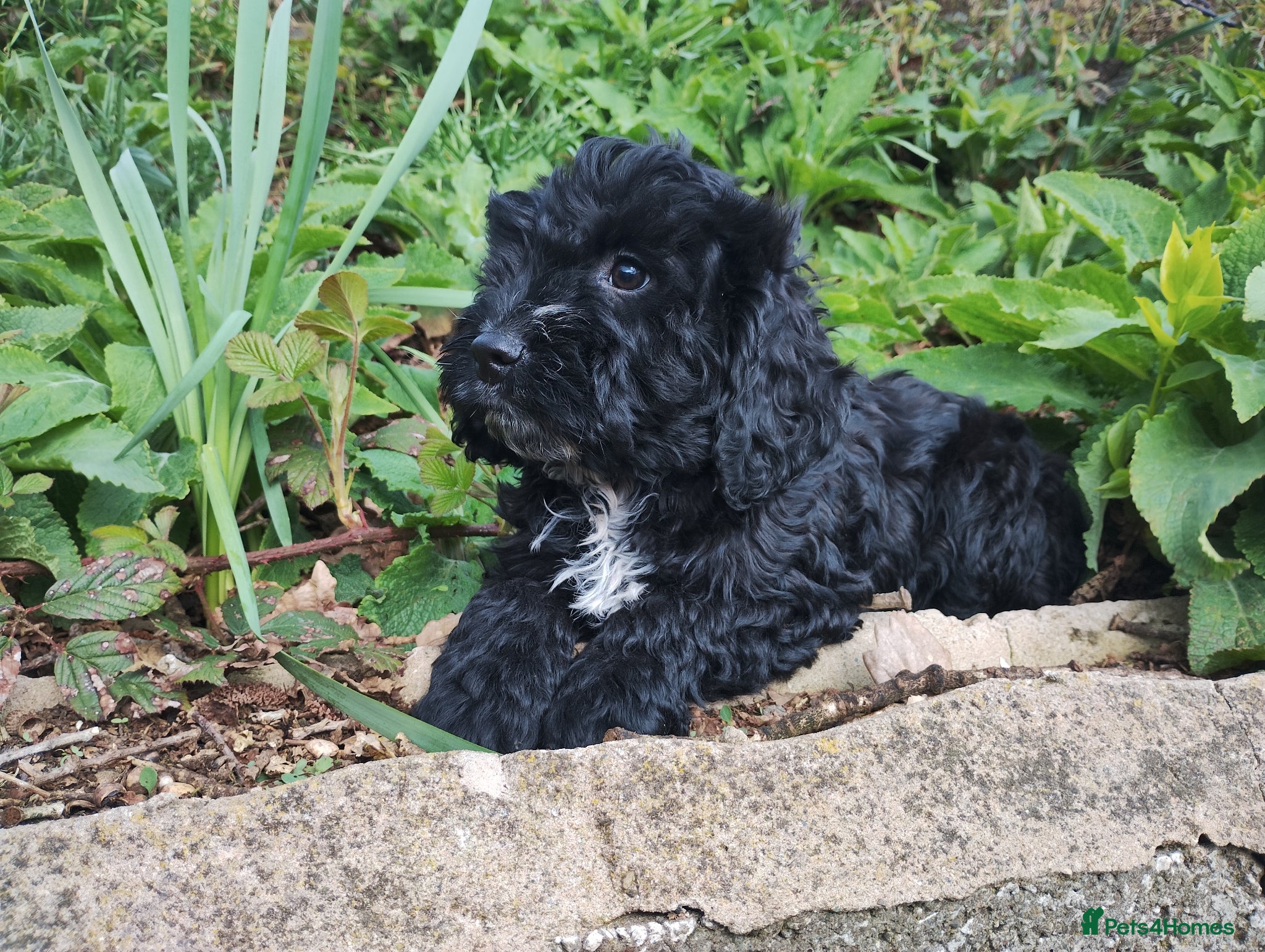 Cockapoo dogs Cockapoo Puppies F1  - Advert 14