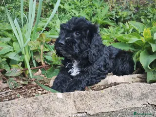 Cockapoo dogs Cockapoo Puppies F1 - Advert 14