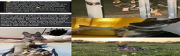 German Shepherd dogs for sale: German Shepherd puppies European line - Advert 8