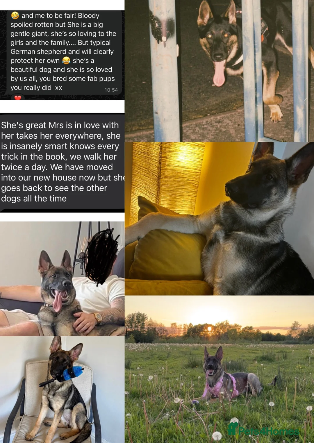German Shepherd dogs for sale: German Shepherd puppies European line - Advert 8