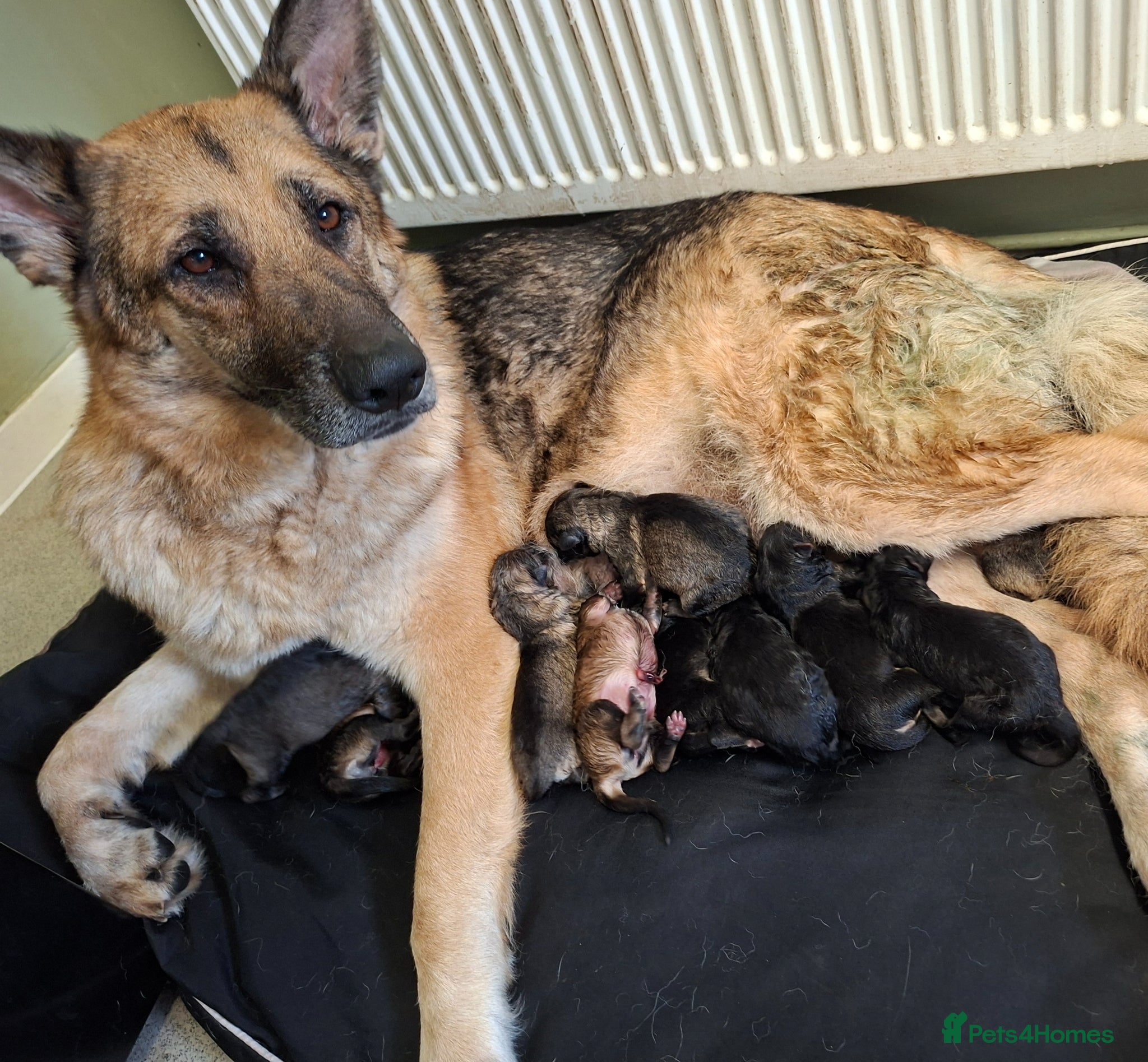 German Shepherd dogs German shepherd pups - Advert 5