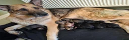 German Shepherd dogs for sale: German shepherd pups - Advert 1