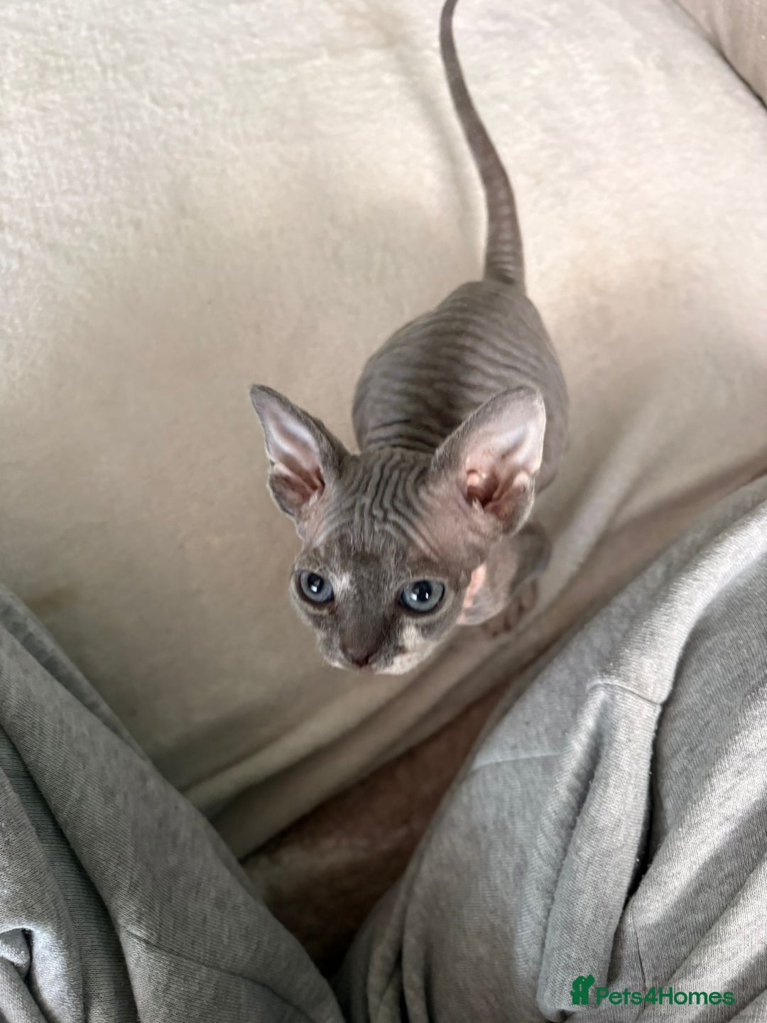 Sphynx cats for sale: Sphynx kitten £350 - £450 - Advert 8