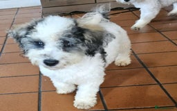 Poochon dogs for sale: F1 sable / sable merle poochons - Image 2