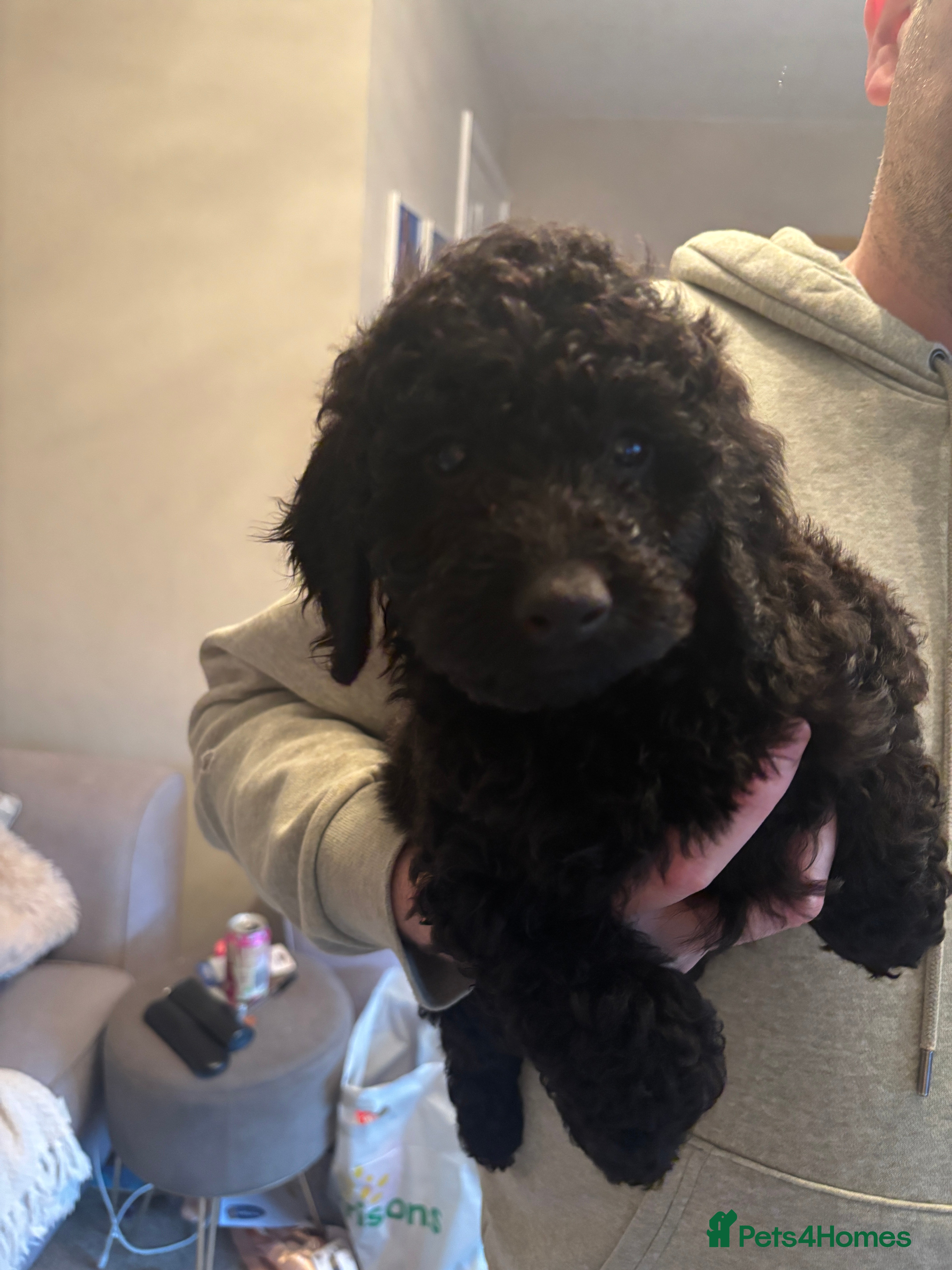 Cockapoo dogs READY NOW *1 black girl left* - Advert 9