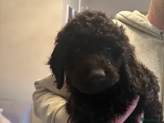 Cockapoo dogs READY NOW *1 black girl left* - Advert 9