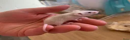 Mouse rodents for sale: Mice for sale  - Advert 3