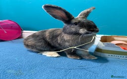 Mixed Breed rabbits for sale: English Angora x Rex Mixed - Advert 9