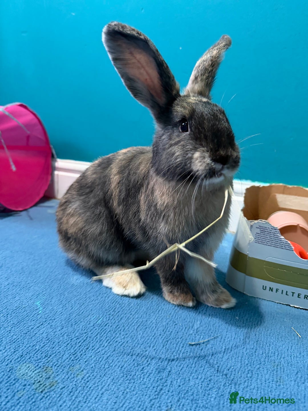 Mixed Breed rabbits for sale: English Angora x Rex Mixed - Advert 9