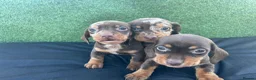 Dachshund dogs for sale: 3 adorable dachsund puppies ready for new home! - Advert 2