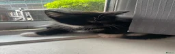 British Shorthair cats for sale: British short haired kittens ready to leave 🐱🐱 - Advert 3