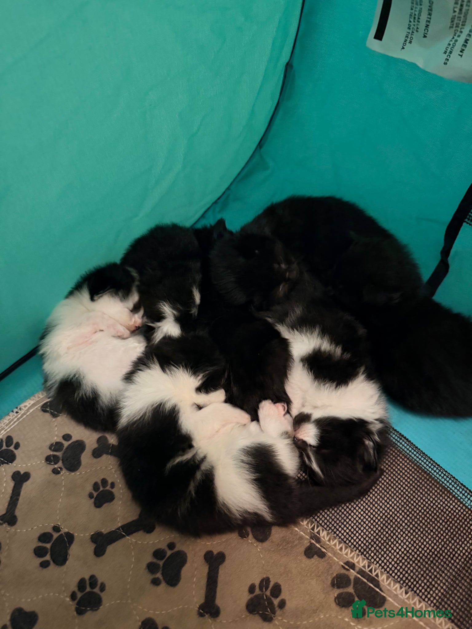Mixed Breed cats 6 kittens for sale - Advert 3
