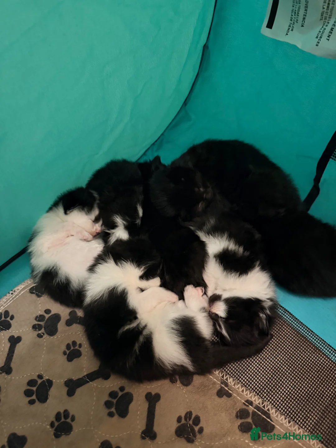 Mixed Breed cats for sale: 6 kittens for sale - Advert 1
