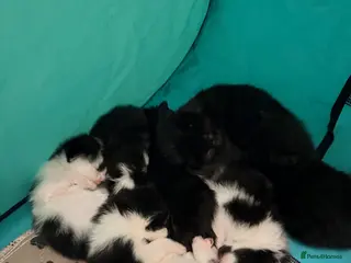 Mixed Breed cats 6 kittens for sale - Advert 3