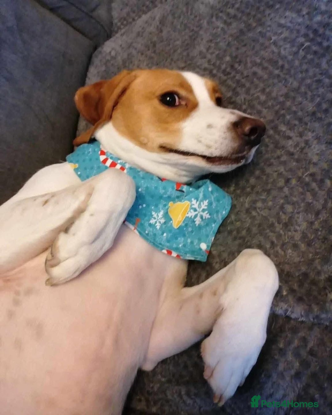 Mixed Breed dogs for adoption: 💚 Toby Hound - no messages, no interest💚 in Caldicot - Advert 8